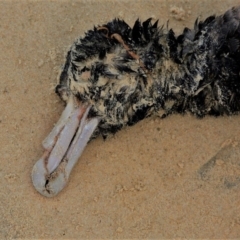 Macronectes giganteus (Southern Giant-Petrel) at Narooma, NSW - 8 Oct 2012 by AndrewMcCutcheon