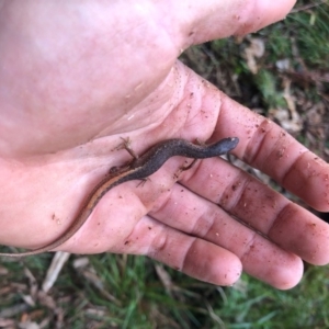 Saproscincus mustelinus at Wattamolla, NSW - 9 Jun 2020 12:28 AM