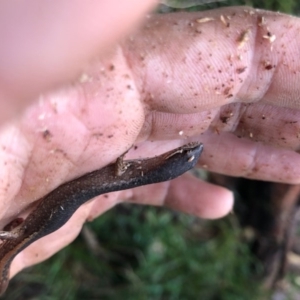 Saproscincus mustelinus at Wattamolla, NSW - 9 Jun 2020 12:28 AM