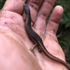 Saproscincus mustelinus at Wattamolla, NSW - 9 Jun 2020 12:28 AM