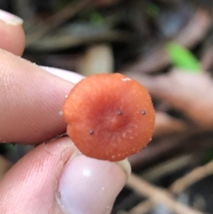 Laccaria sp. at Wattamolla, NSW - 9 Jun 2020