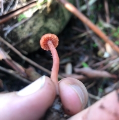 Laccaria sp. at Wattamolla, NSW - 9 Jun 2020