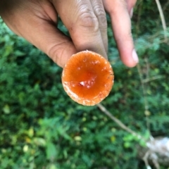 Leratiomyces ceres (Red Woodchip Fungus) at Wattamolla, NSW - 9 Jun 2020 by WattaWanderer