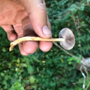 Leratiomyces ceres at Wattamolla, NSW - 9 Jun 2020