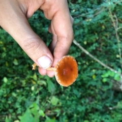 Leratiomyces ceres at Wattamolla, NSW - 9 Jun 2020 05:39 AM