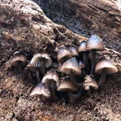 Mycena mulawaestris at Wattamolla, NSW - 9 Jun 2020 by WattaWanderer