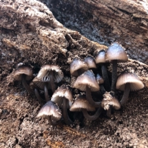 Mycena mulawaestris at Wattamolla, NSW - 9 Jun 2020 12:00 AM