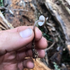 Mycena mulawaestris at Wattamolla, NSW - 9 Jun 2020