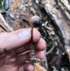 Mycena mulawaestris at Wattamolla, NSW - 9 Jun 2020