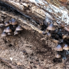 Mycena mulawaestris at Wattamolla, NSW - 9 Jun 2020 12:00 AM