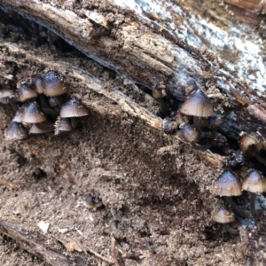 Mycena mulawaestris at Wattamolla, NSW - 9 Jun 2020