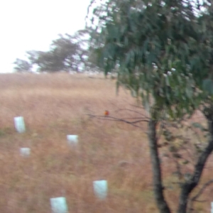 Petroica phoenicea at Jerrabomberra, NSW - 10 Jun 2020