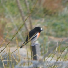 Petroica boodang (Scarlet Robin) at Googong, NSW - 10 Jun 2020 by Wandiyali