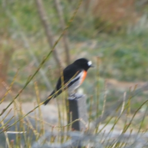 Petroica boodang at Googong, NSW - 10 Jun 2020 03:43 PM