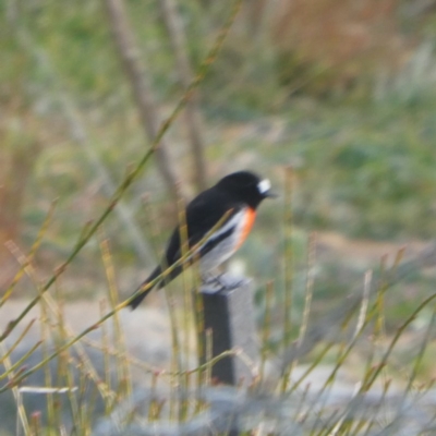 Petroica boodang (Scarlet Robin) at Wandiyali-Environa Conservation Area - 10 Jun 2020 by Wandiyali