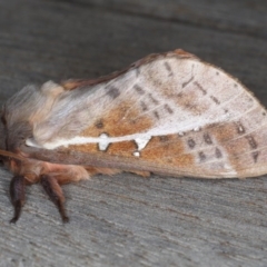 Oxycanus dirempta at Ainslie, ACT - 10 Jun 2020