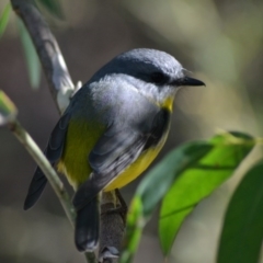 Eopsaltria australis (Eastern Yellow Robin) at ANBG - 8 Jun 2020 by Bernadette