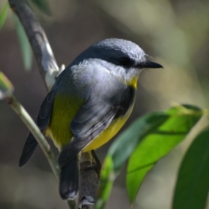 Eopsaltria australis at Acton, ACT - 8 Jun 2020 12:15 PM