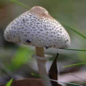 Chlorophyllum/Macrolepiota sp. (genus) at Paddys River, ACT - 9 Jun 2020