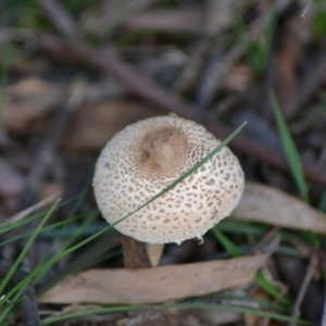 Chlorophyllum/Macrolepiota sp. (genus) at Paddys River, ACT - 9 Jun 2020