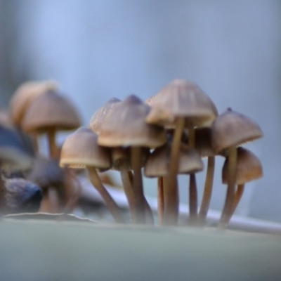 Galerina sp. at Tidbinbilla Nature Reserve - 8 Jun 2020 by Bernadette