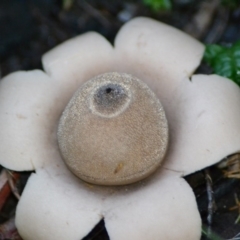 Geastrum sp. (Geastrum sp.) at Paddys River, ACT - 6 Jun 2020 by Bernadette