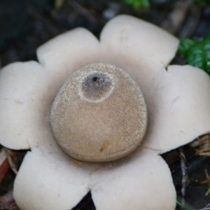 Geastrum sp. at Paddys River, ACT - 6 Jun 2020 12:00 PM