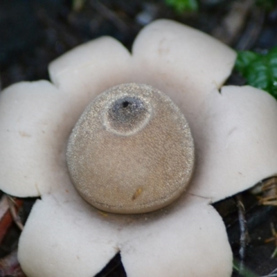 Geastrum sp. (genus) (An earthstar) at Paddys River, ACT - 6 Jun 2020 by Bernadette