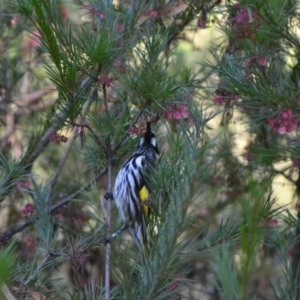 Phylidonyris novaehollandiae at Acton, ACT - 8 Jun 2020