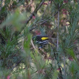 Phylidonyris novaehollandiae at Acton, ACT - 8 Jun 2020