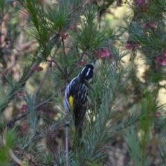 Phylidonyris novaehollandiae at Acton, ACT - 8 Jun 2020