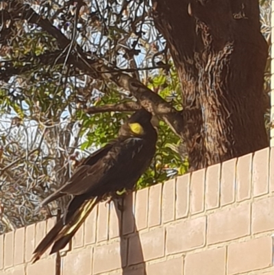 Zanda funerea (Yellow-tailed Black-Cockatoo) at Spence, ACT - 11 Jun 2020 by Micky1