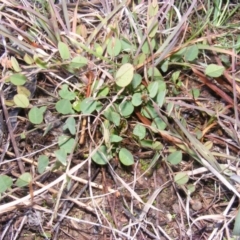 Bossiaea prostrata (Creeping Bossiaea) at Ngunnawal, ACT - 5 Jun 2020 by MichaelMulvaney