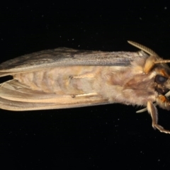 Oxycanus silvanus at Ainslie, ACT - 10 Jun 2020