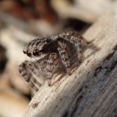 Maratus vespertilio (Bat-like peacock spider) at Spence, ACT - 10 Jun 2020 by Laserchemisty