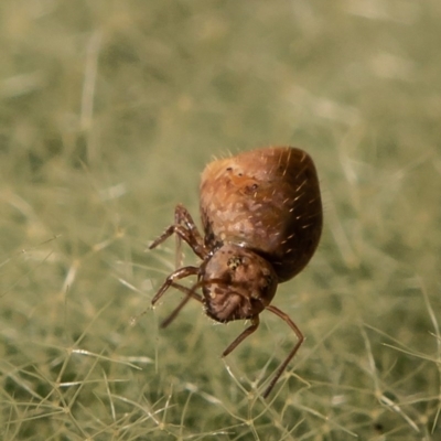 Symphypleona sp. (order) (Globular springtail) at Molonglo River Reserve - 11 Jun 2020 by Roger