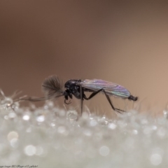 Chironomidae (family) (Non-biting Midge) at Molonglo River Reserve - 11 Jun 2020 by Roger