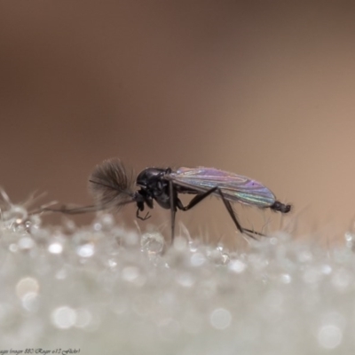 Chironomidae (family) (Non-biting Midge) at Molonglo River Reserve - 11 Jun 2020 by Roger