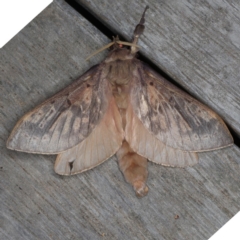 Oxycanus silvanus (Pale Oxycanus) at Ainslie, ACT - 10 Jun 2020 by jb2602