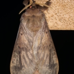 Oxycanus silvanus at Ainslie, ACT - 10 Jun 2020