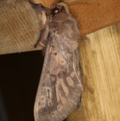 Oxycanus silvanus at Ainslie, ACT - 10 Jun 2020