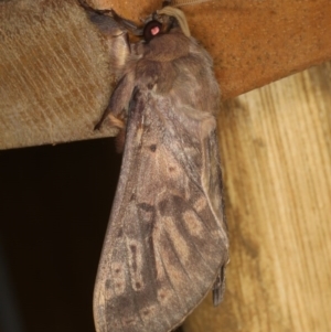 Oxycanus silvanus at Ainslie, ACT - 10 Jun 2020