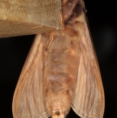 Oxycanus silvanus at Ainslie, ACT - 10 Jun 2020