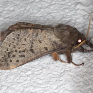 Oxycanus silvanus at Ainslie, ACT - 10 Jun 2020