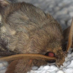 Oxycanus silvanus at Ainslie, ACT - 10 Jun 2020