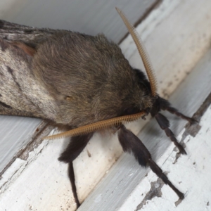 Oxycanus silvanus at Ainslie, ACT - 10 Jun 2020