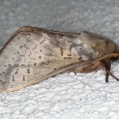 Oxycanus silvanus at Ainslie, ACT - 10 Jun 2020