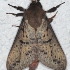 Oxycanus silvanus (Pale Oxycanus) at Ainslie, ACT - 10 Jun 2020 by jb2602