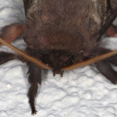 Oxycanus silvanus at Ainslie, ACT - 10 Jun 2020