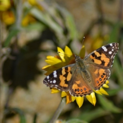 Vanessa kershawi (Australian Painted Lady) at ANBG - 8 Jun 2020 by Bernadette